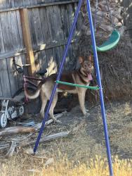 Reunited Male Dog last seen Near Briarwood Way, Stockton, CA 95209, USA, Stockton, CA 95209