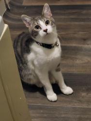 Lost Male Cat last seen Hawkeshead Road, Cheetham Hill, England 