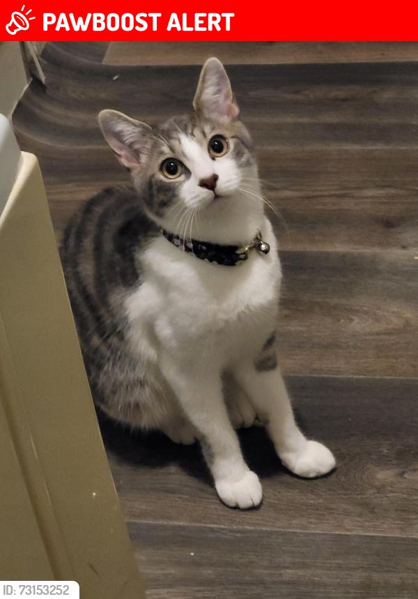 Lost Male Cat last seen Hawkeshead Road, Cheetham Hill, England 