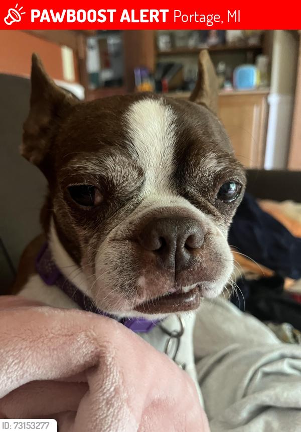 Found/Stray Female Dog last seen South west edge between south shore drive and bacon, Portage, MI 49002