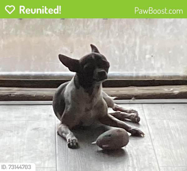 Reunited Male Dog last seen Near and Oneida St, Commerce City, CO 80022