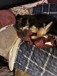 Reunited Female Dog last seen Ave N and 40th west, Palmdale, CA 93551