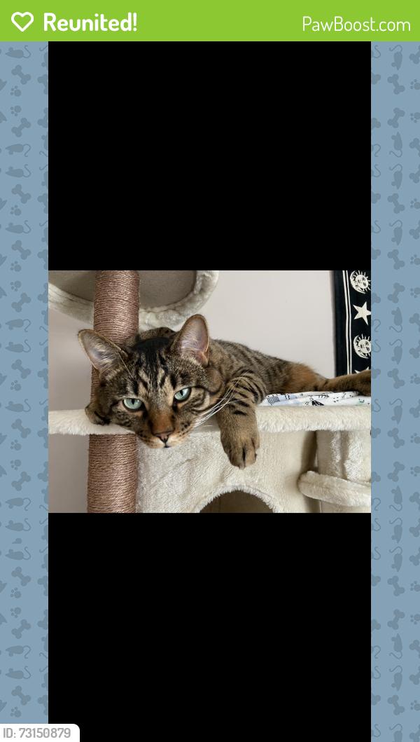 Reunited Male Cat last seen twp shopping center in legacy, Calgary, AB T2X 2C2