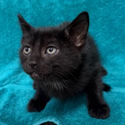 Shelter Stray Male Cat last seen , 3607 N Armenia Ave, Tampa, FL 33607, USA