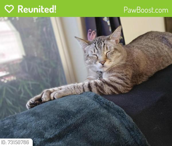 Reunited Male Cat last seen Lafayette st, Portland, OR 97206