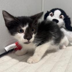 Shelter Stray Male Cat last seen , 3607 N Armenia Ave, Tampa, FL 33607, USA