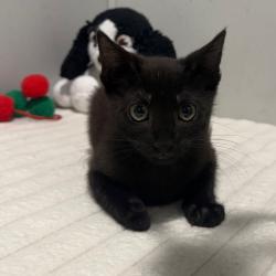 Shelter Stray Male Cat last seen , 3607 N Armenia Ave, Tampa, FL 33607, USA