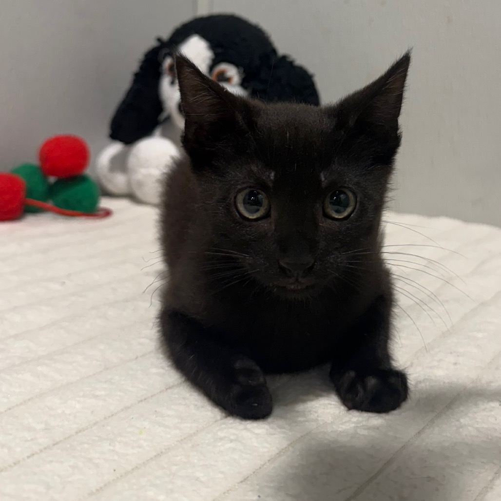 Shelter Stray Male Cat last seen , 3607 N Armenia Ave, Tampa, FL 33607, USA