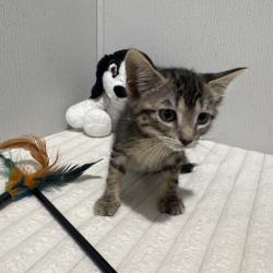 Shelter Stray Female Cat last seen , 3607 N Armenia Ave, Tampa, FL 33607, USA