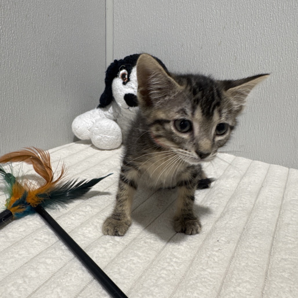 Shelter Stray Female Cat last seen , 3607 N Armenia Ave, Tampa, FL 33607, USA