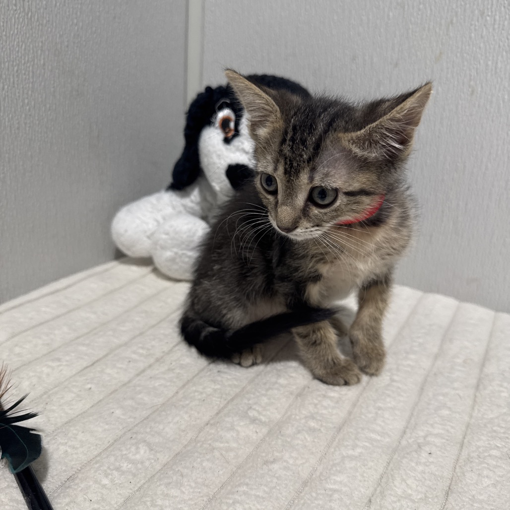 Shelter Stray Female Cat last seen , 3607 N Armenia Ave, Tampa, FL 33607, USA