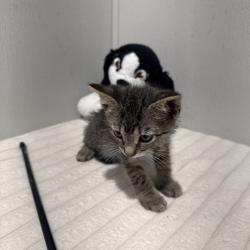 Shelter Stray Male Cat last seen , 3607 N Armenia Ave, Tampa, FL 33607, USA