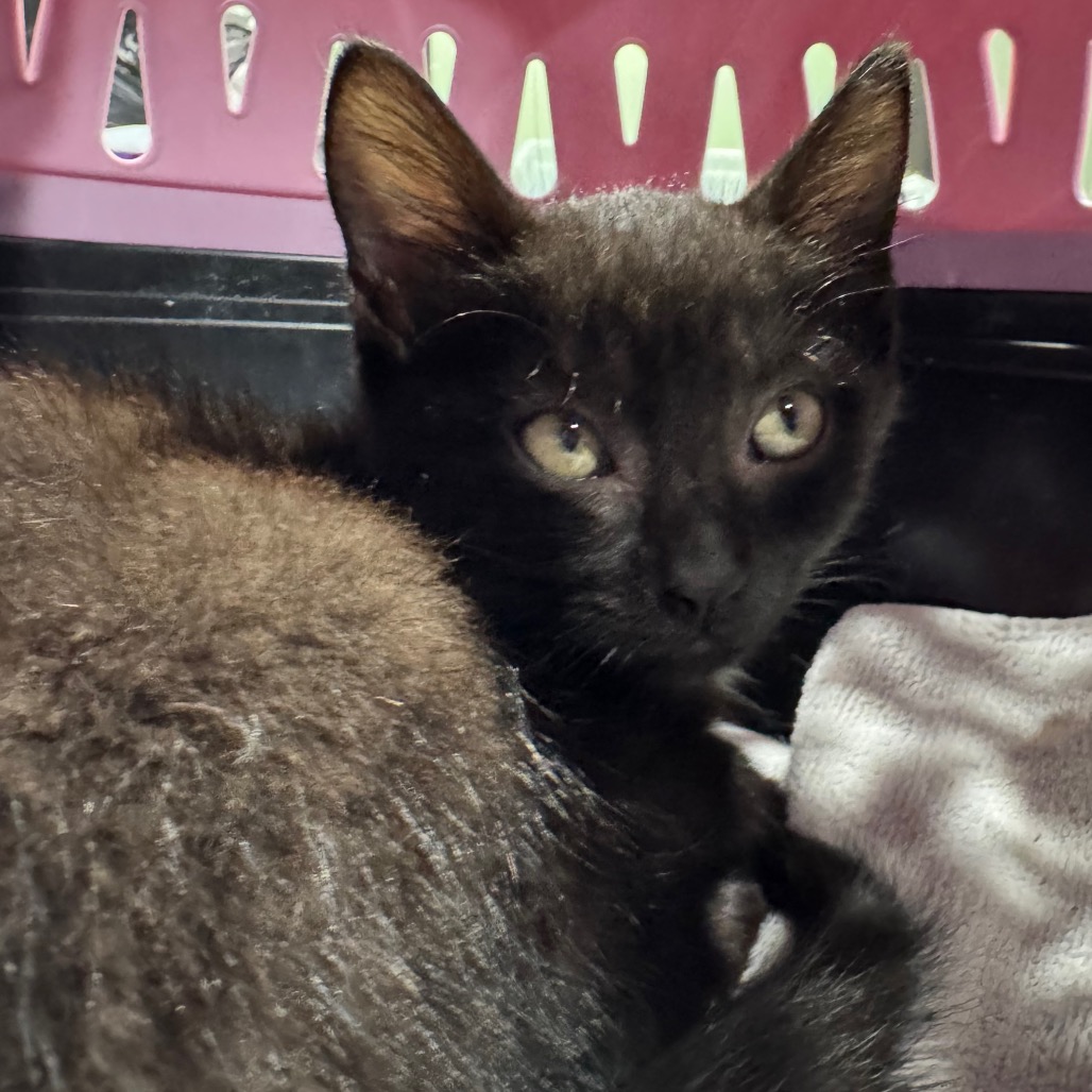 Shelter Stray Male Cat last seen , 3607 N Armenia Ave, Tampa, FL 33607, USA