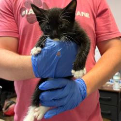 Shelter Stray Male Cat last seen , 4900 Milgen Rd, Columbus, GA 31907, USA