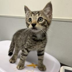 Shelter Stray Male Cat last seen , 3607 N Armenia Ave, Tampa, FL 33607, USA