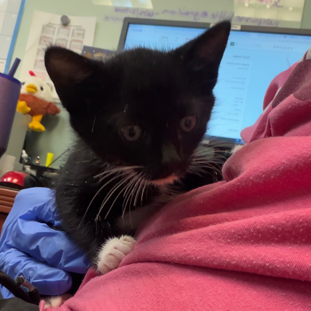 Shelter Stray Male Cat last seen , 4900 Milgen Rd, Columbus, GA 31907, USA