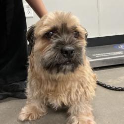 Shelter Stray Male Dog last seen , 3607 N Armenia Ave, Tampa, FL 33607, USA