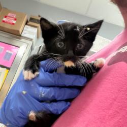 Shelter Stray Female Cat last seen , 4900 Milgen Rd, Columbus, GA 31907, USA