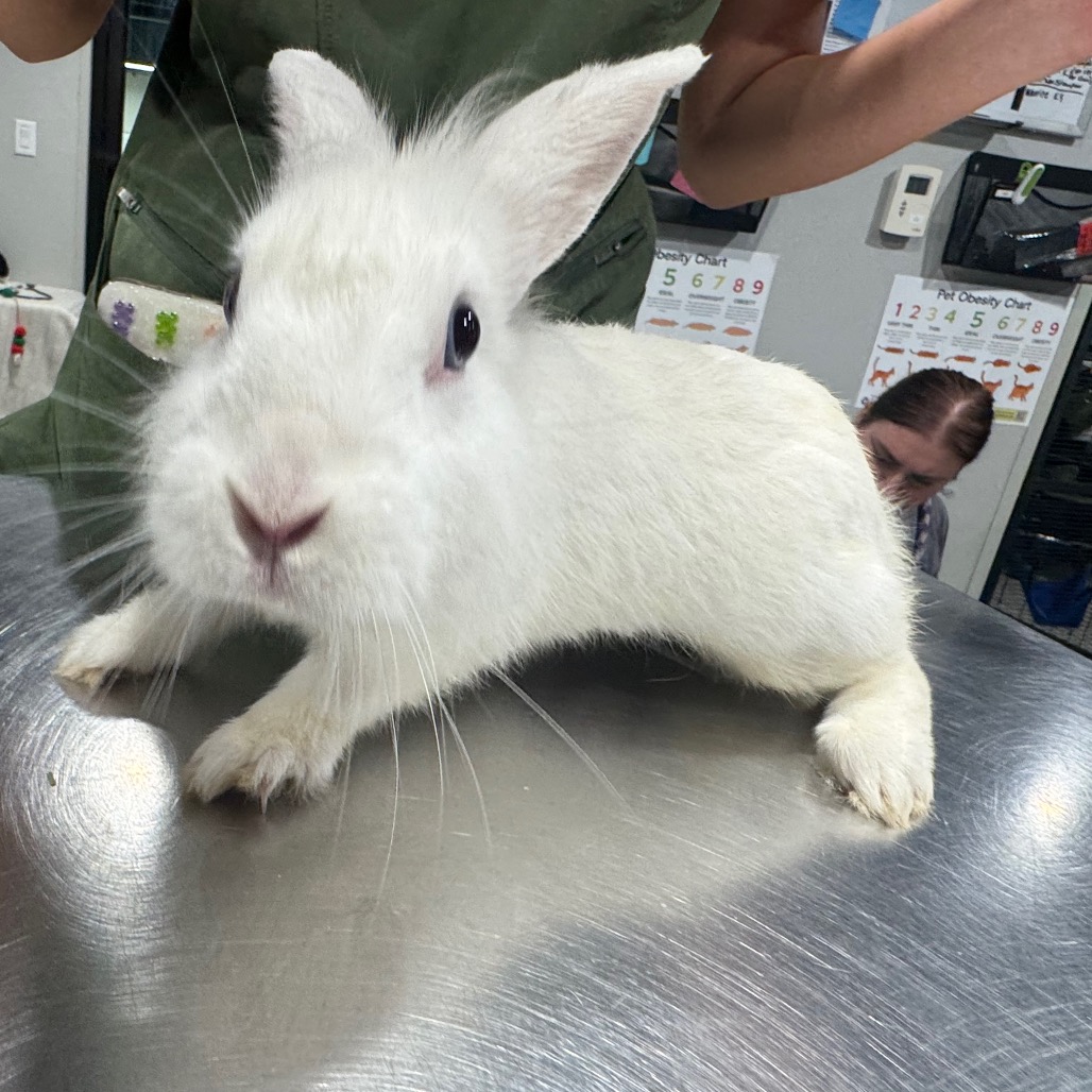 Shelter Stray Female Rabbit last seen , 3607 N Armenia Ave, Tampa, FL 33607, USA