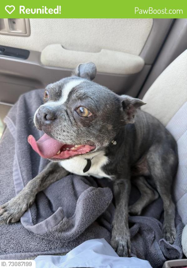 Reunited Male Dog last seen Found near Campus and J St, Ontario, CA 91764