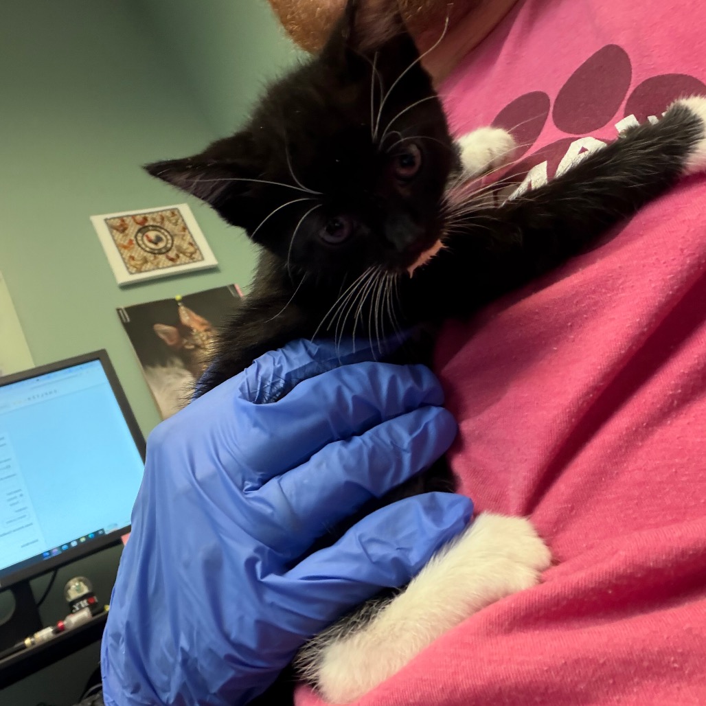 Shelter Stray Female Cat last seen , 4900 Milgen Rd, Columbus, GA 31907, USA
