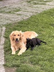 Reunited Male Dog last seen Minnesota and Tibbs, Indianapolis, IN 46241