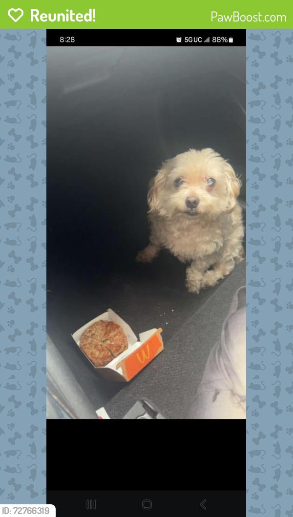 Reunited Male Dog last seen Liberty Blvd and Commercial Place, South Gate, CA 90280