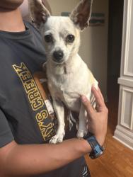 Found/Stray Male Dog last seen Arnette park, Fayetteville, NC 28306
