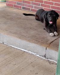 Found/Stray Female Dog last seen 1604/37 sonic, San Antonio, TX 78245