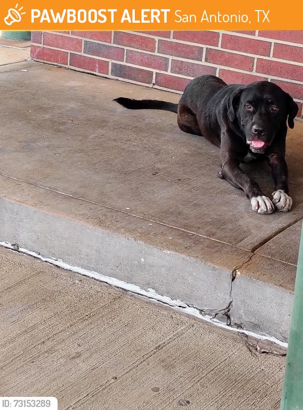 Found/Stray Female Dog last seen 1604/37 sonic, San Antonio, TX 78245