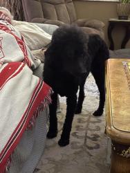 Lost Female Dog last seen Near se giffen ave, Port St. Lucie, FL 34952