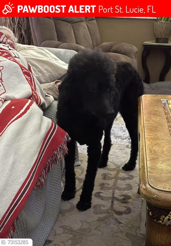 Lost Female Dog last seen Near se giffen ave, Port St. Lucie, FL 34952