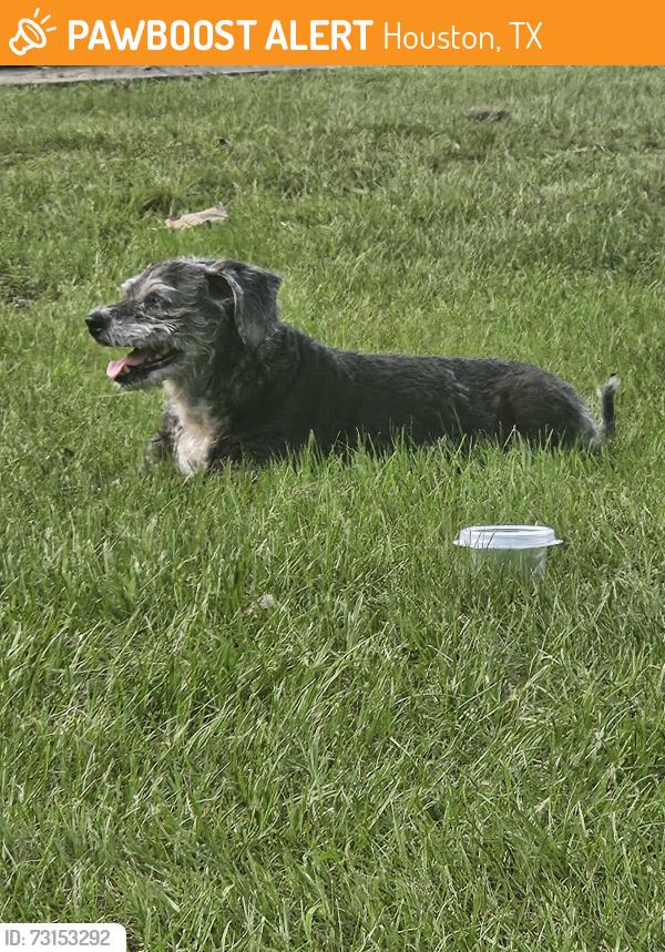 Found/Stray Female Dog last seen Memorial Park, Houston, TX 77007