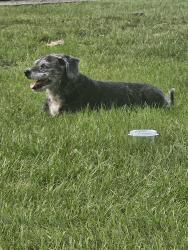 Found/Stray Female Dog last seen Memorial Park, Houston, TX 77007