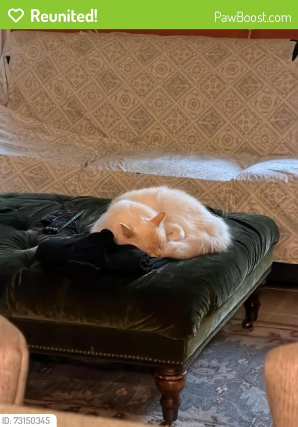 Reunited Male Cat last seen 41st Ave & Little Neck Pkwy, Queens, NY 11363