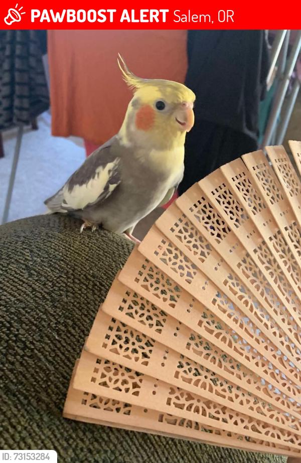 Lost Male Bird last seen Pringle street, Salem, OR 97302