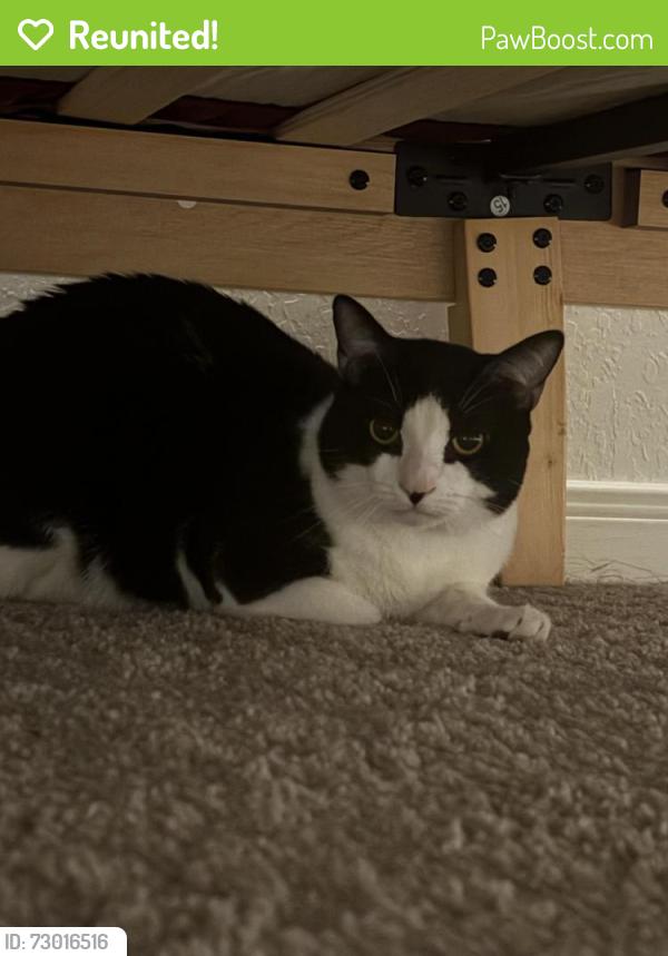 Reunited Male Cat last seen QR on Montgomery and 90, San Antonio, TX 78245