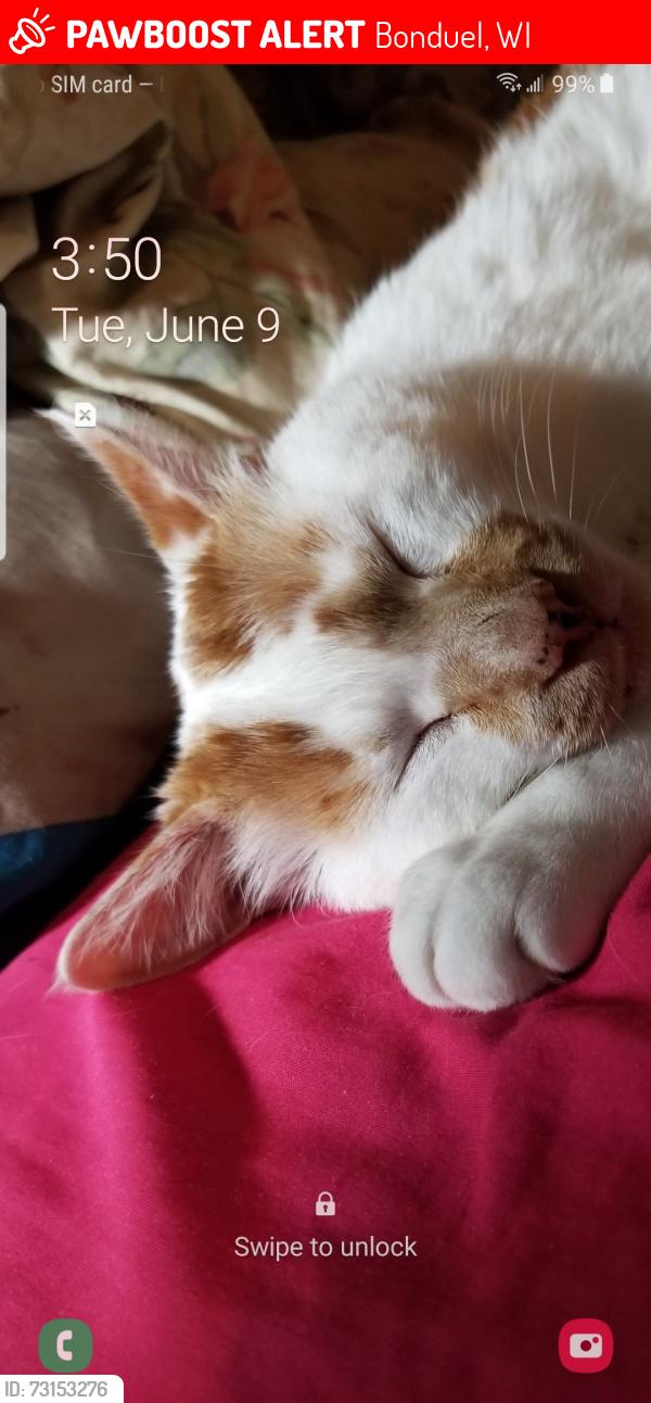 Lost Male Cat last seen Union cemetery rd, Bonduel, WI 54107