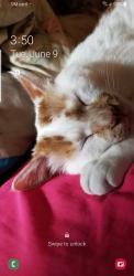 Lost Male Cat last seen Union cemetery rd, Bonduel, WI 54107