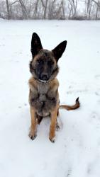 Reunited Male Dog last seen Near il rt 120 woodstock il, Woodstock, IL 60098