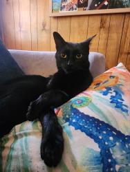 Lost Male Cat last seen Churchland area, branching off of Midfield Parkway, Portsmouth, VA 23703