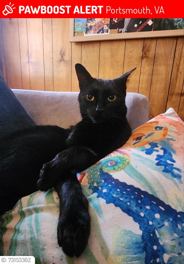 Lost Male Cat last seen Churchland area, branching off of Midfield Parkway, Portsmouth, VA 23703