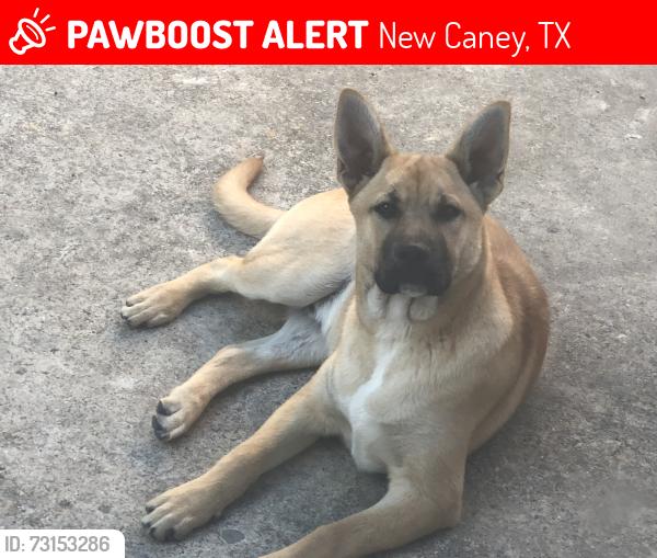 Lost Male Dog last seen Gene Campbell, New Caney, TX 77357