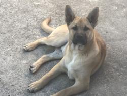 Lost Male Dog last seen Gene Campbell, New Caney, TX 77357