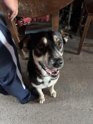 Lost Male Dog last seen Valero, Co Rd 4044, TX 75143