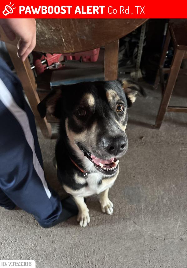 Lost Male Dog last seen Valero, Co Rd 4044, TX 75143