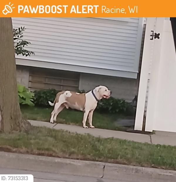 Found/Stray Male Dog last seen 15th and Deane Blvd, Racine, WI 53405