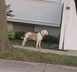 Found/Stray Male Dog last seen 15th and Deane Blvd, Racine, WI 53405