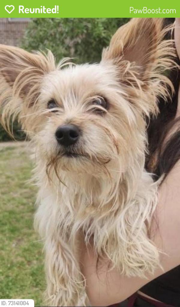Reunited Male Dog last seen Polo Ranch Blvd, Fulshear, TX 77441, USA, Fulshear, TX 77441