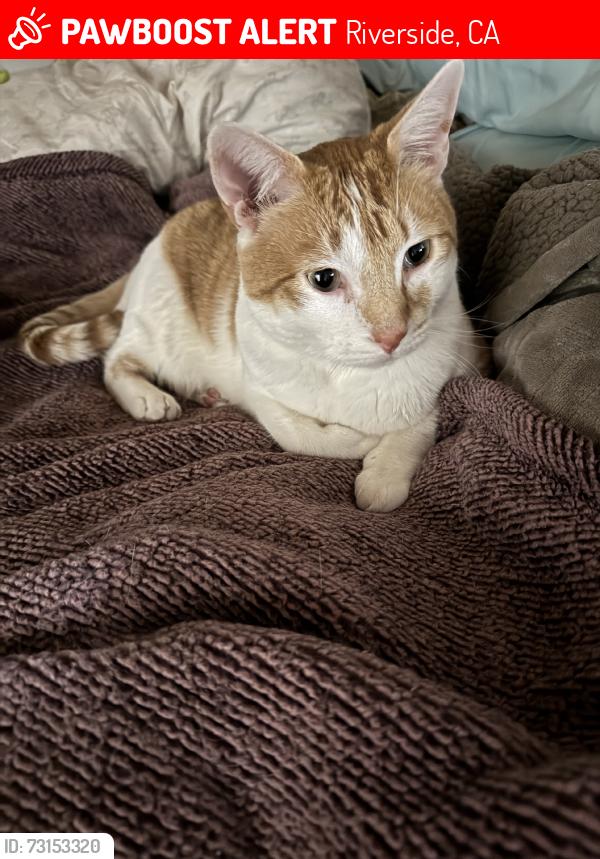 Lost Male Cat last seen Golden and Pierce by SDA school, Riverside, CA 92505
